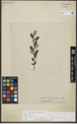 Foto von Salix repens subsp. repens L.